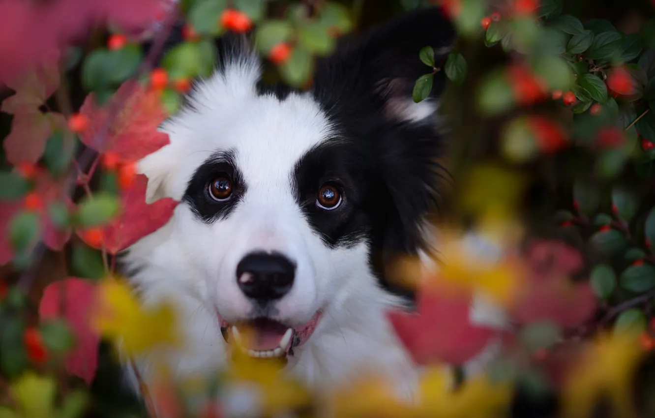 Фото обои осень, взгляд, морда, листья, ягоды, собака, боке, Бордер-колли