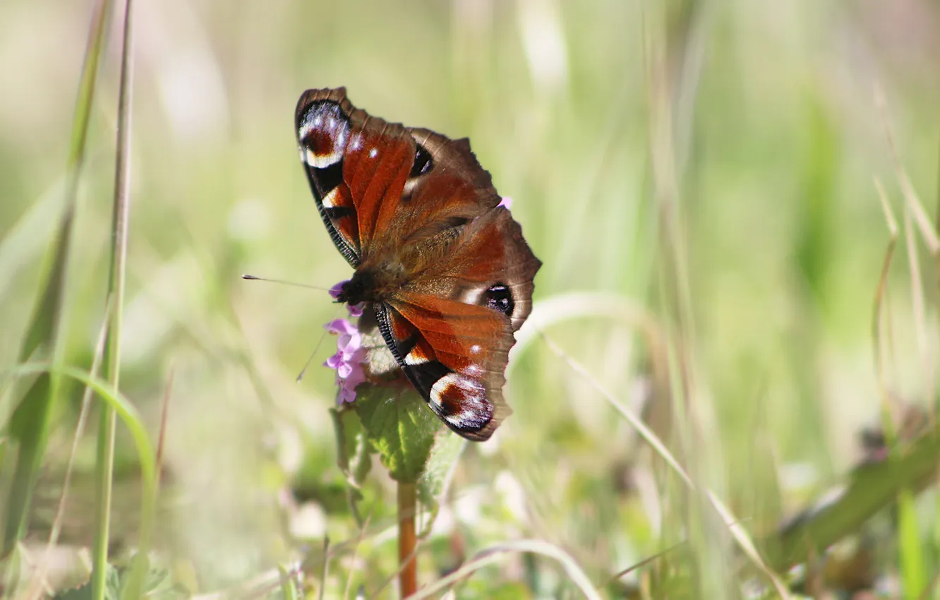 Фото обои flower, butterfly, insect
