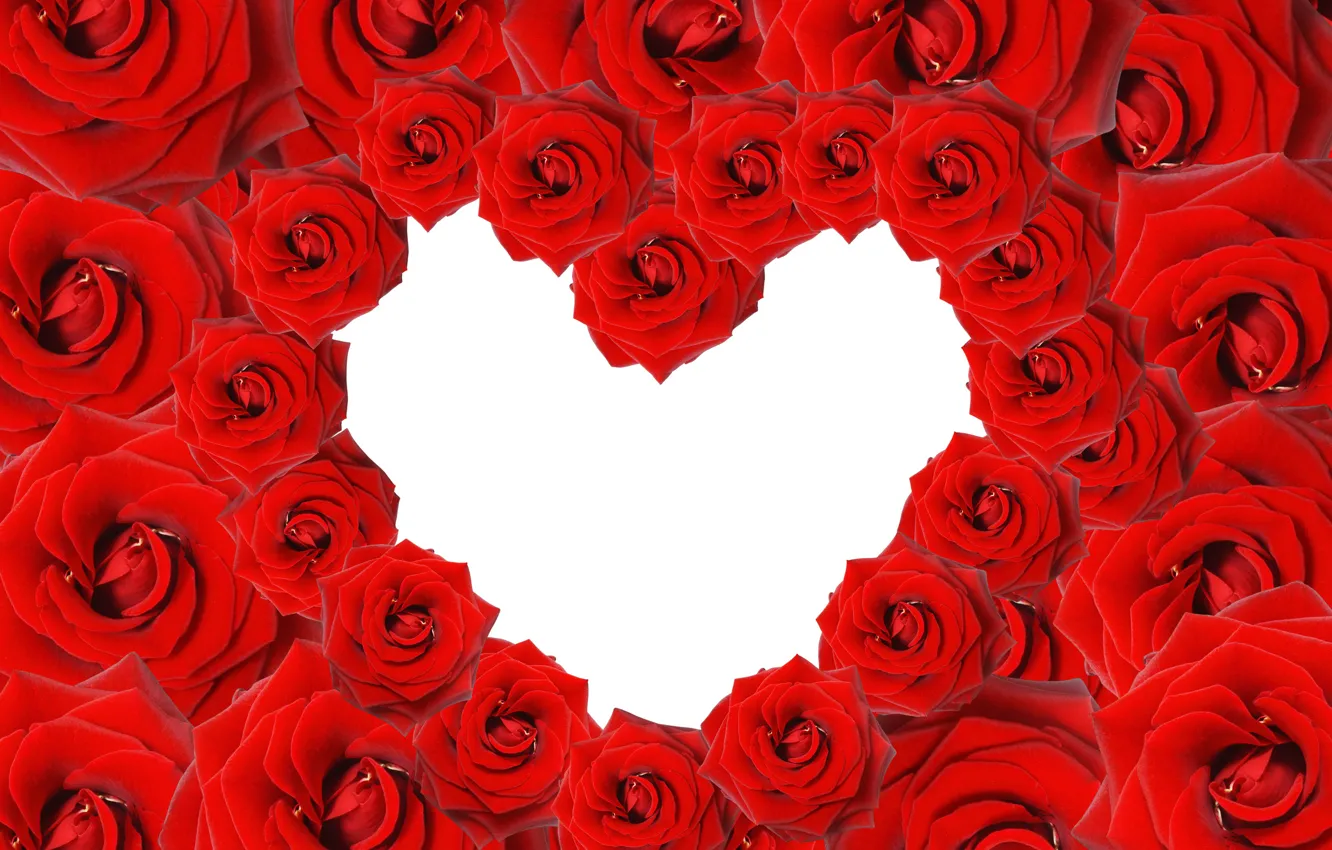 Фото обои цветы, сердце, розы, rose, heart, valentine's day