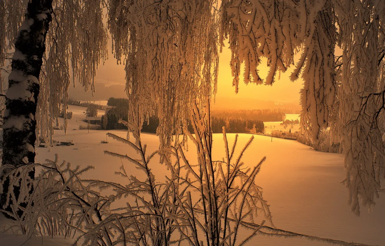 Фото обои зима, лес, небо, снег, деревья, природа, туман, дома