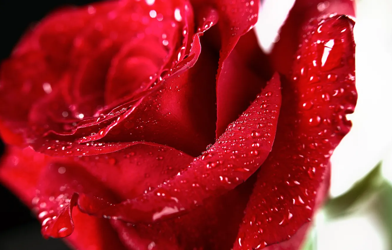 Фото обои капли, макро, роза, лепестки, красная роза