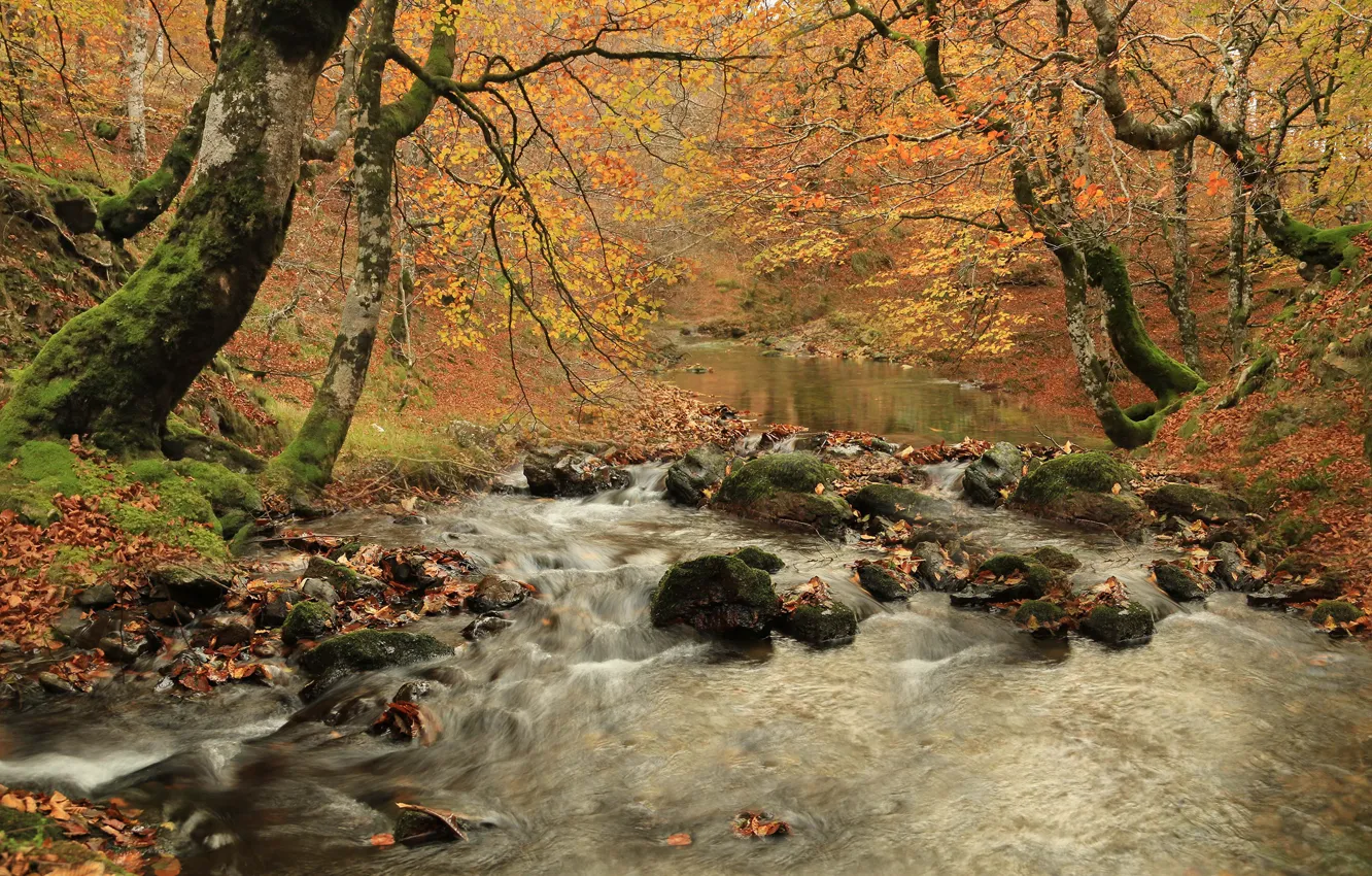 Фото обои осень, лес, деревья, ветки, природа, туман, ручей, камни