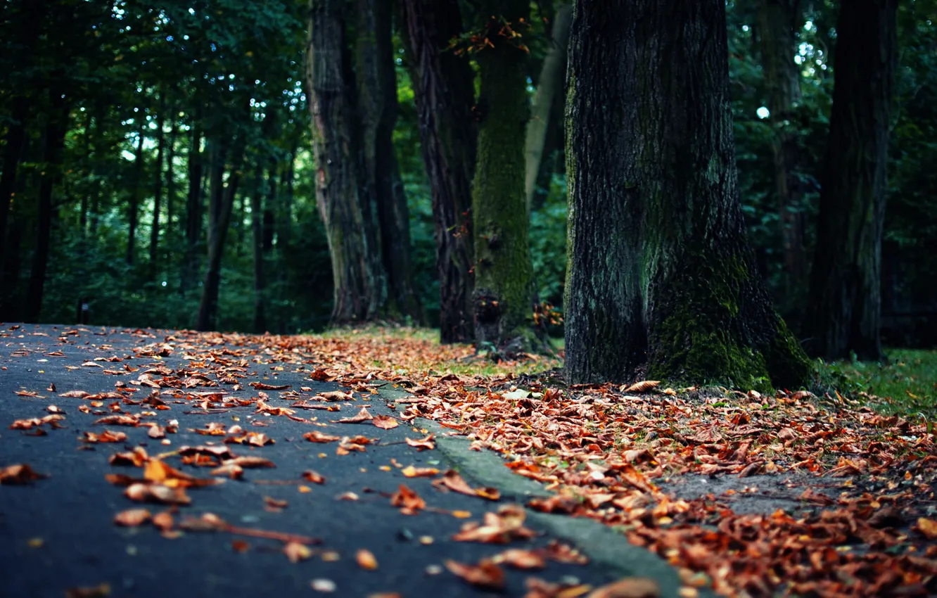Фото обои дорога, лес, листья, пейзаж, природа