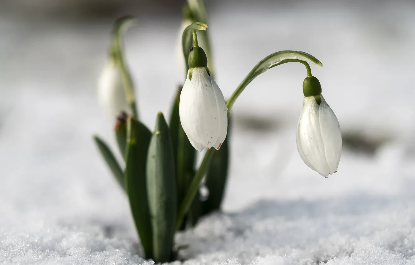Фото обои макро, снег, весна, подснежники
