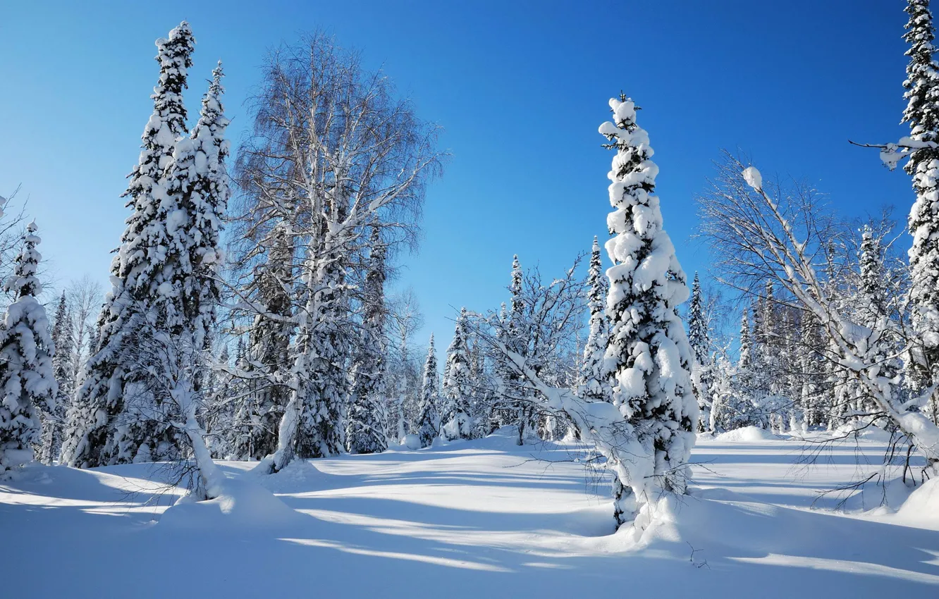Фото обои зима, лес, небо, снег, деревья, елка, ель, утро