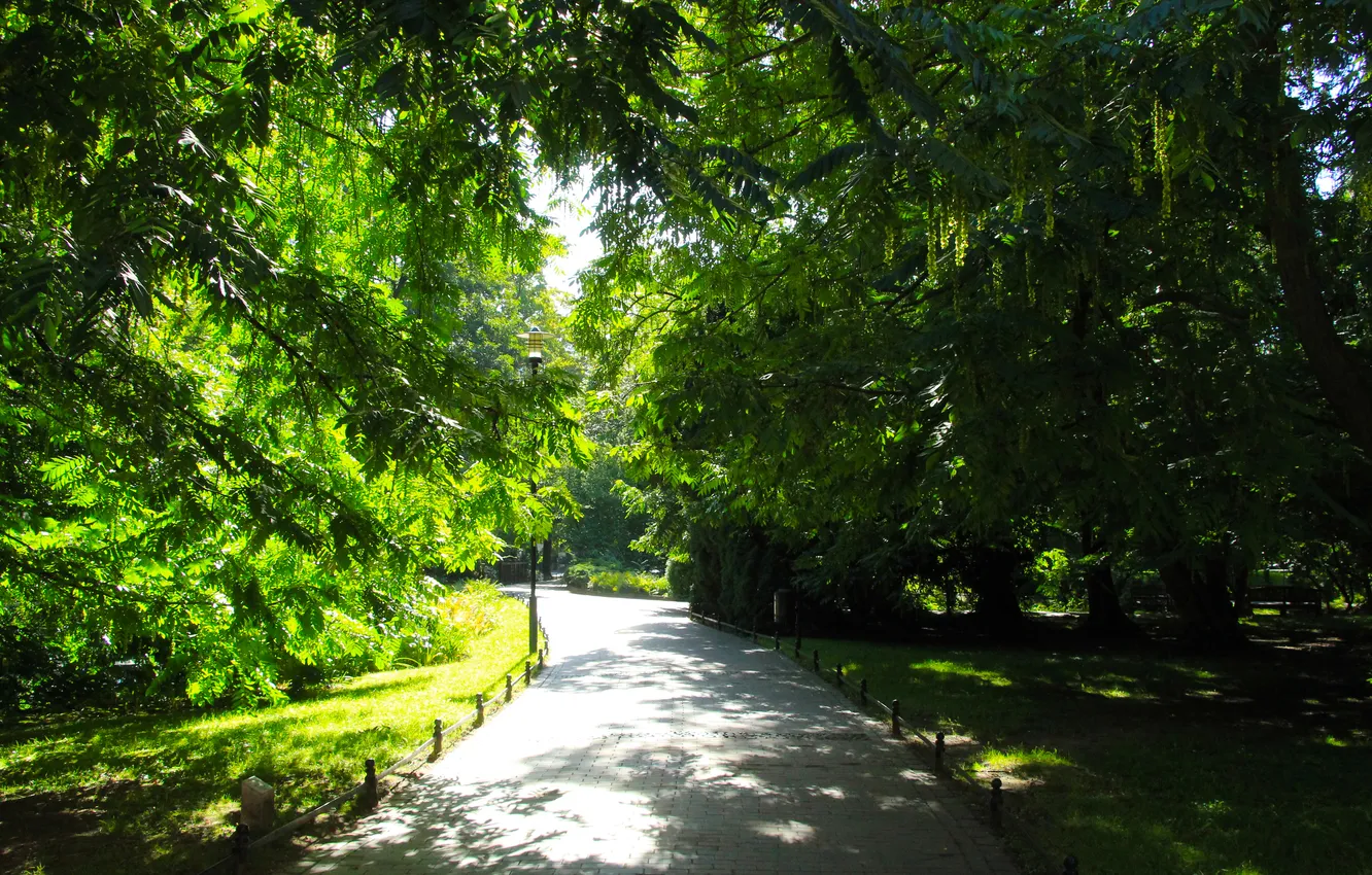 Фото обои green, trees, park, alley