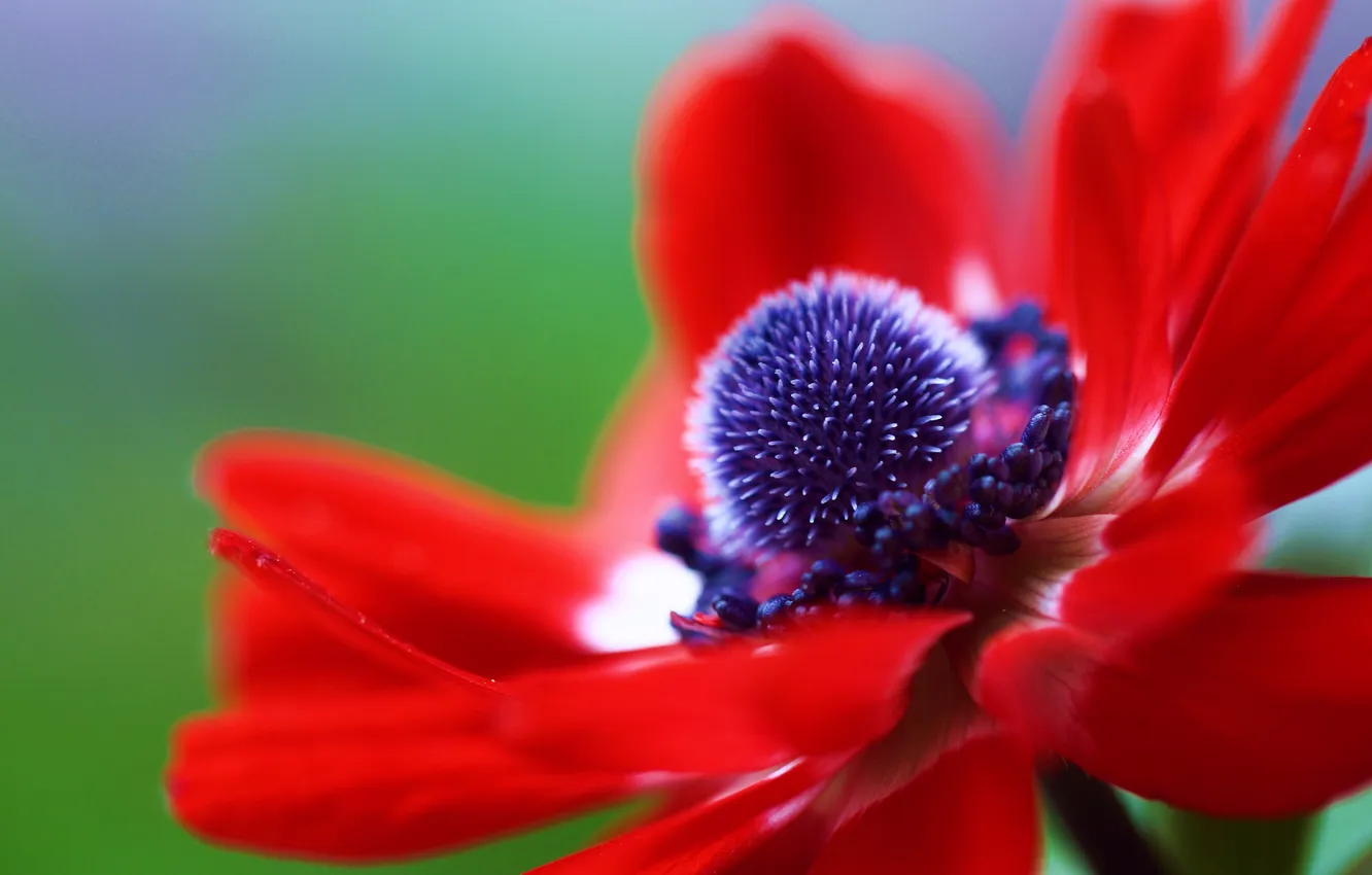 Фото обои цветок, макро, красный, лепестки, анемона