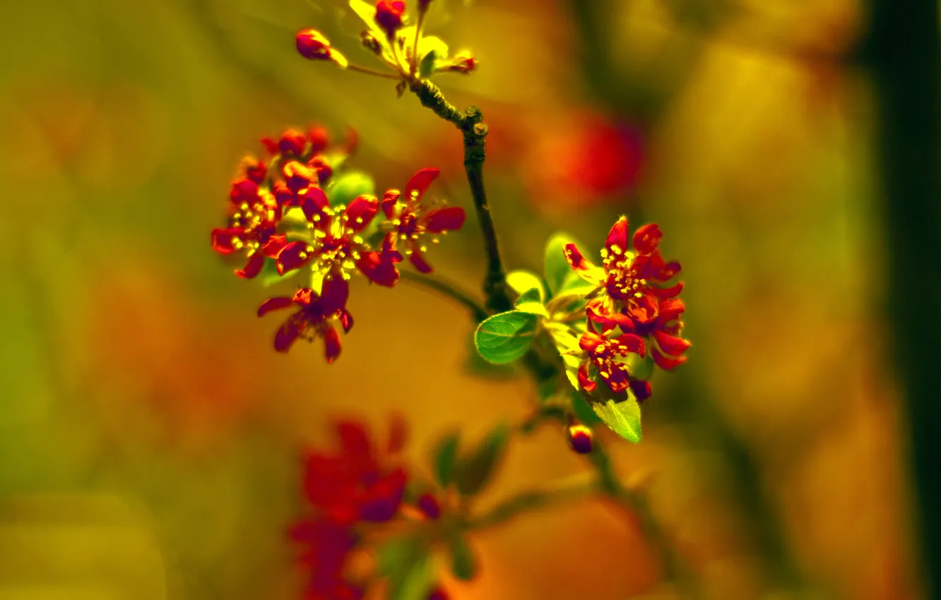Фото обои ветка, весна, сад, цветение, боке, для Литы, crabapple