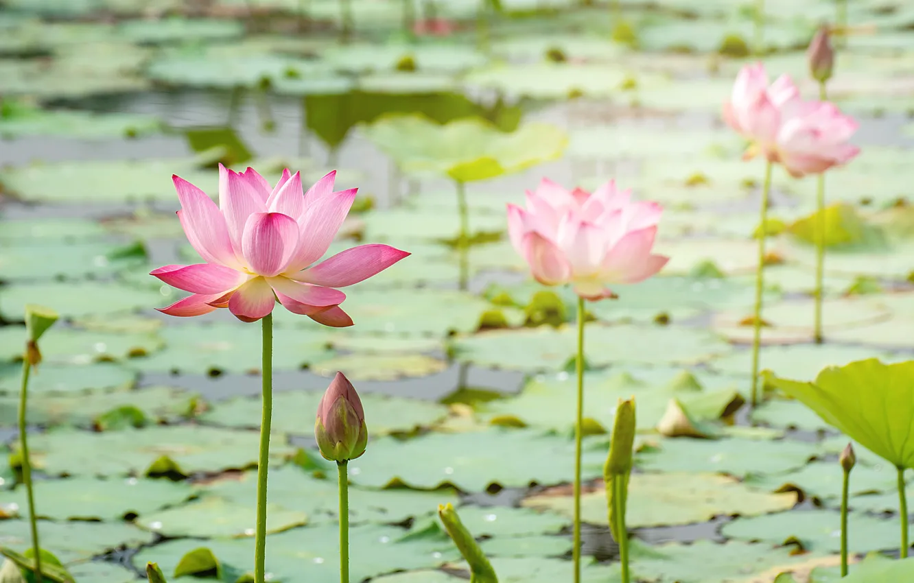 Фото обои цветы, озеро, розовый, лотос, бутоны, pink, flowers, lake