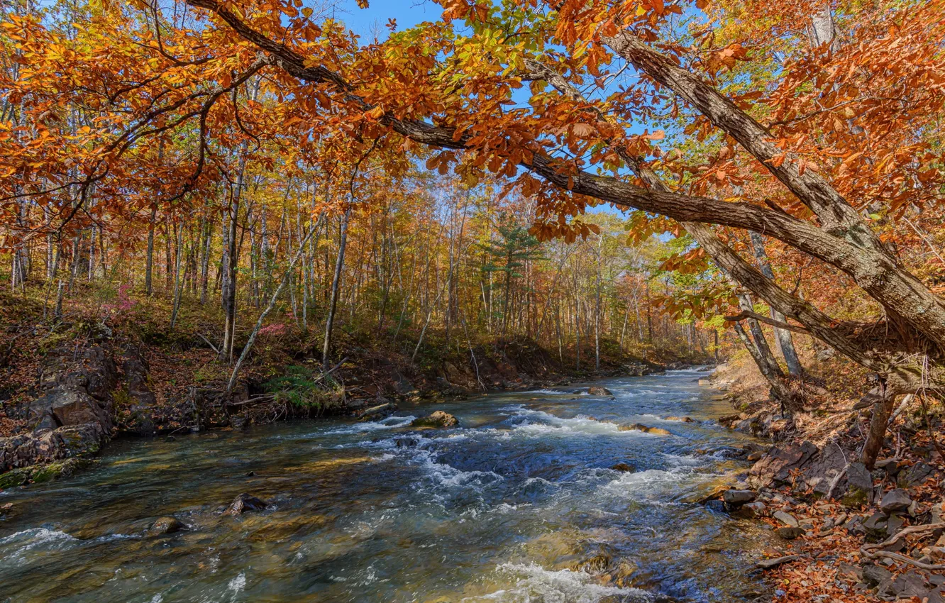 Фото обои осень, лес, листва, водоем