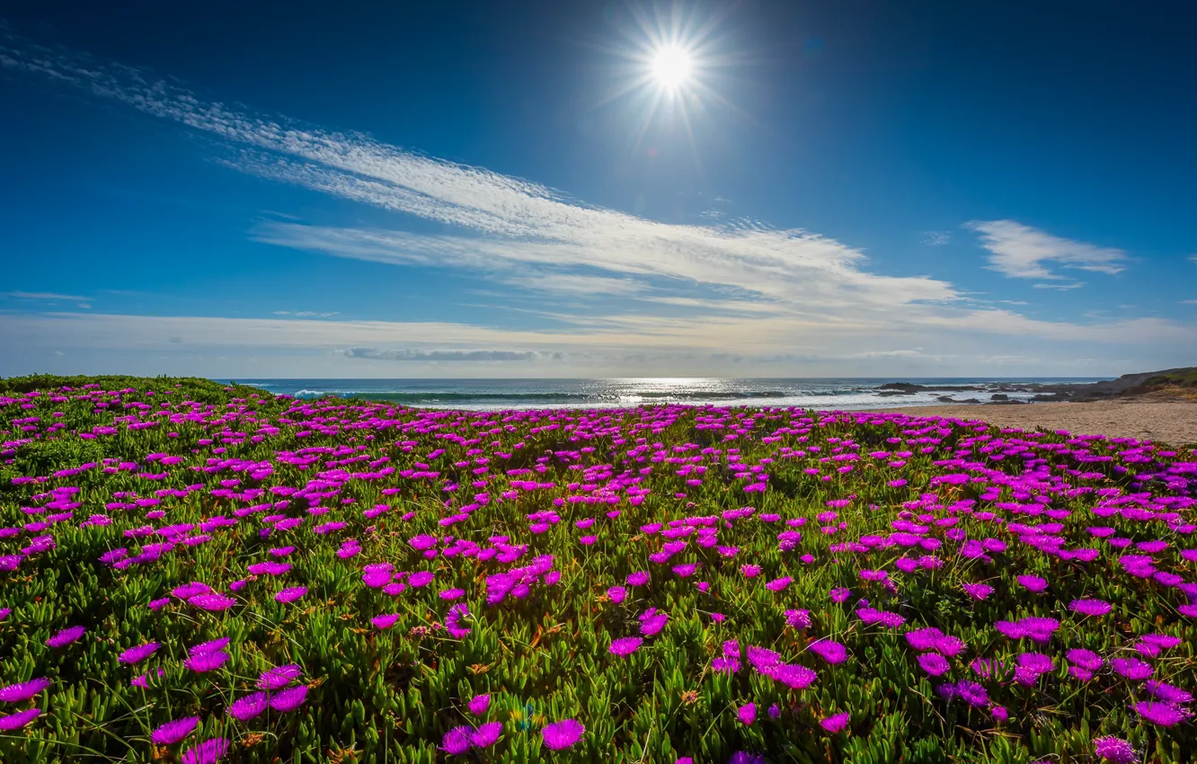 Фото обои небо, цветы, океан, побережье, Калифорния, Pacific Ocean, California, Тихий океан