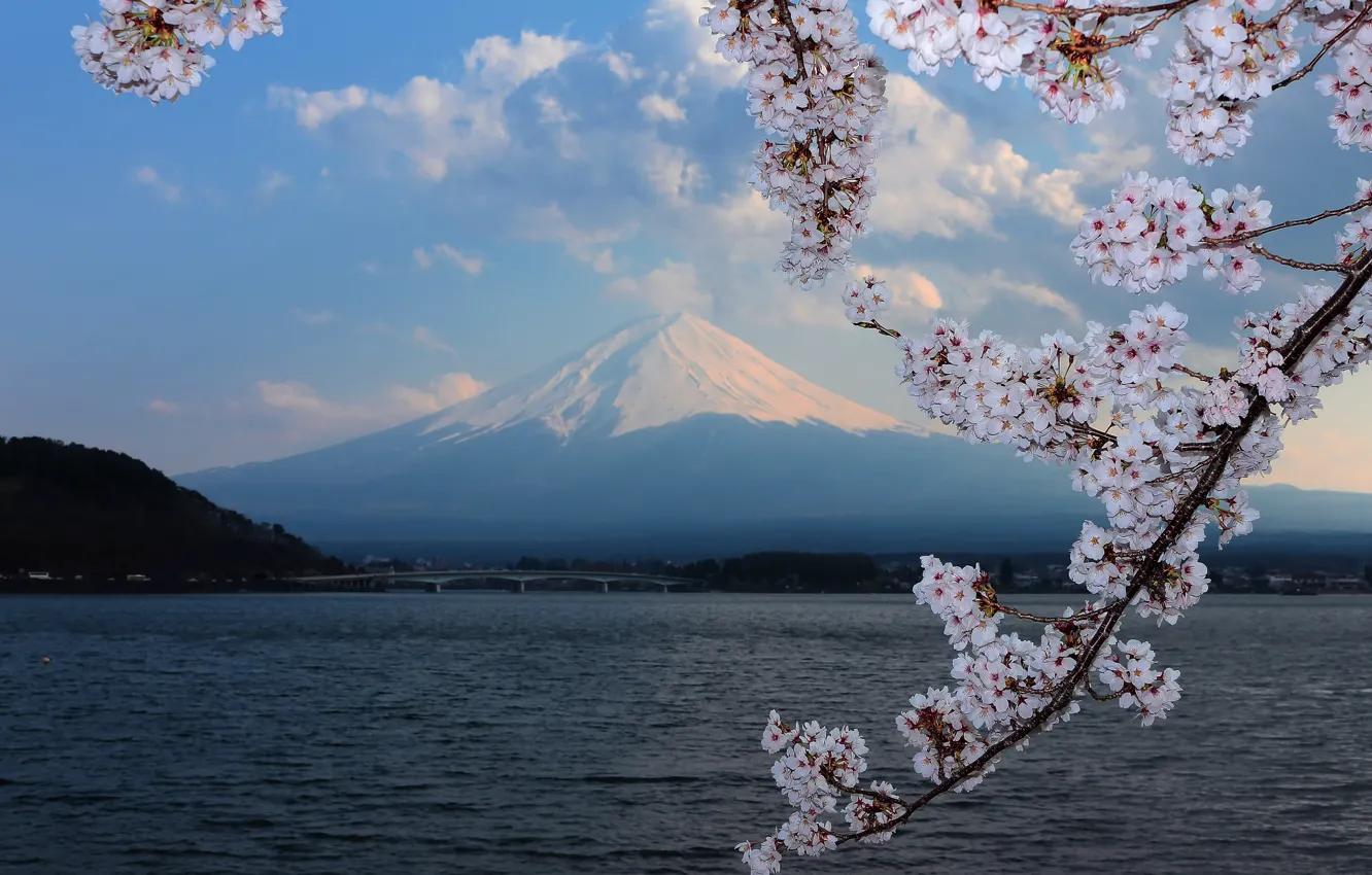 Фото обои фон, гора, сакура, цветение, Fuji