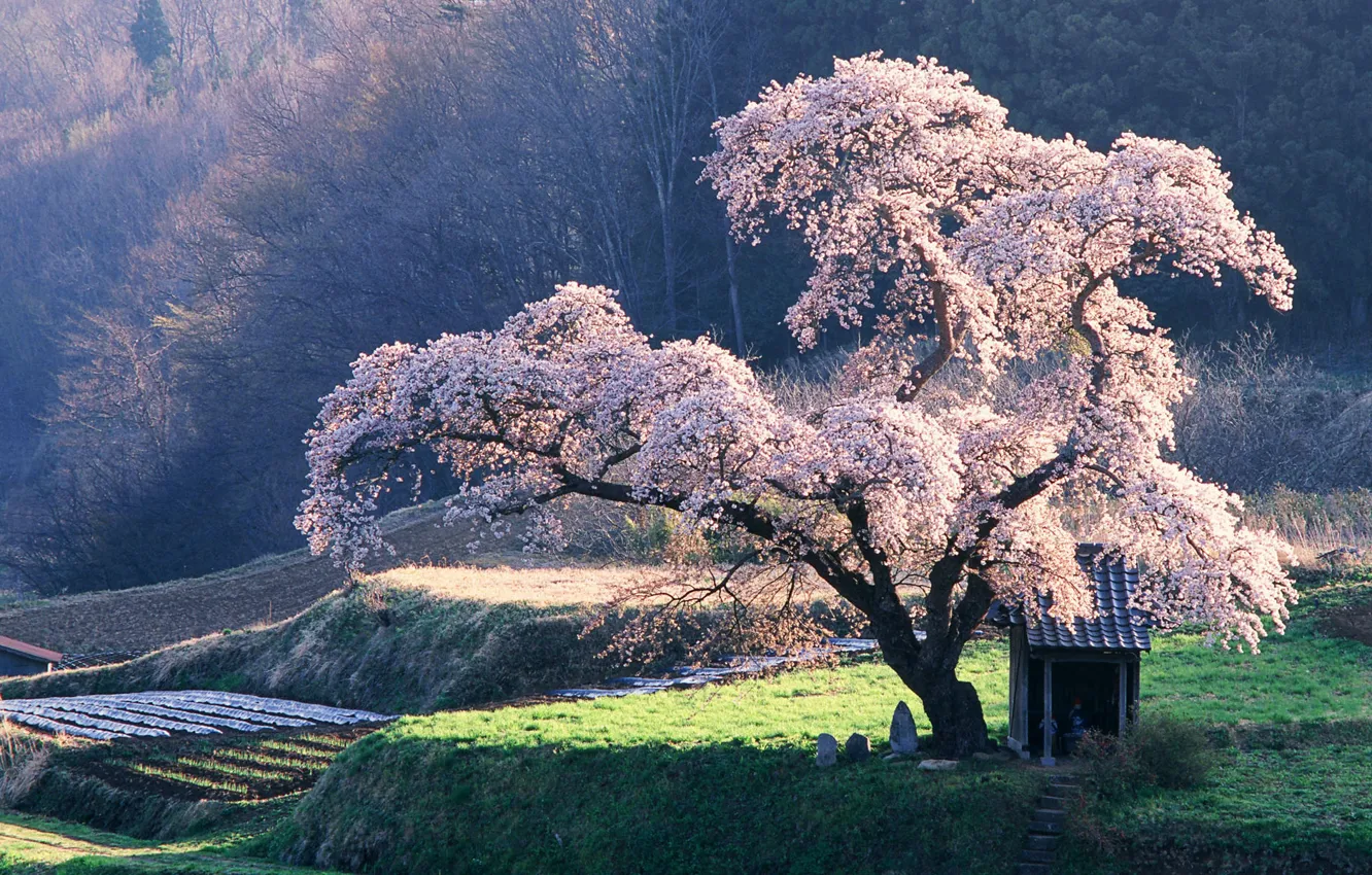 Фото обои Дерево, Сакура, клозет