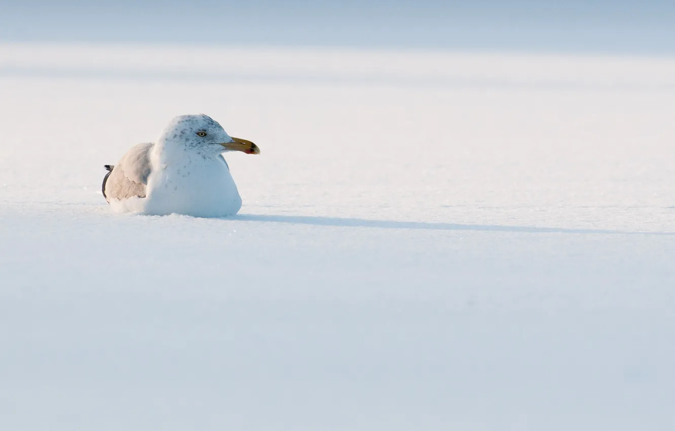 Фото обои bird, winter, snow, sunlight, shadow, seagull, wildlife