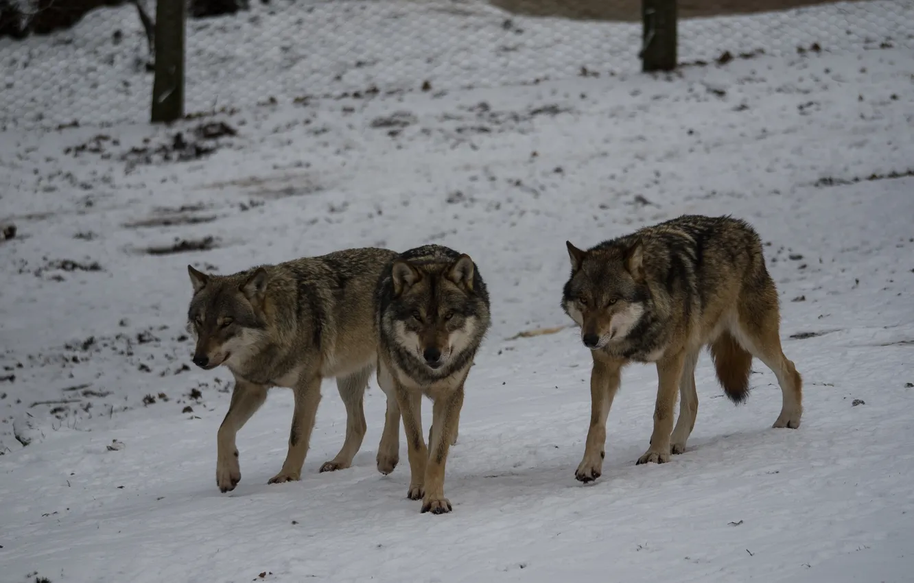 Фото обои снег, волки, трио