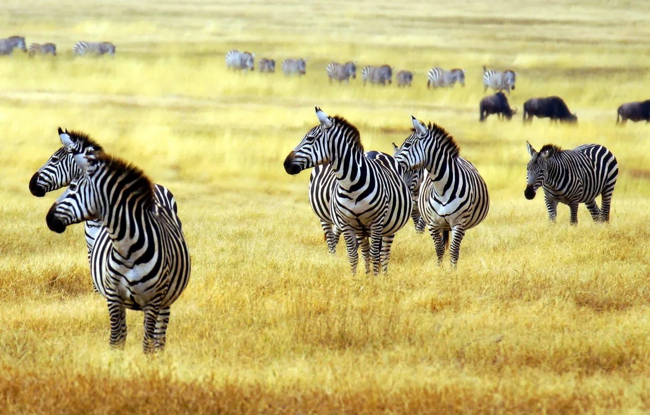 Фото обои animals, savanna, zebras