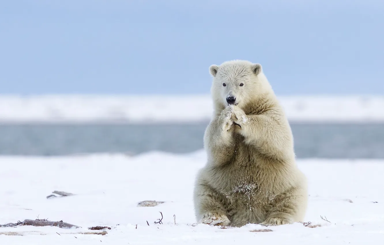 Фото обои медведь, Аляска, Alaska, белый медведь, полярный медведь