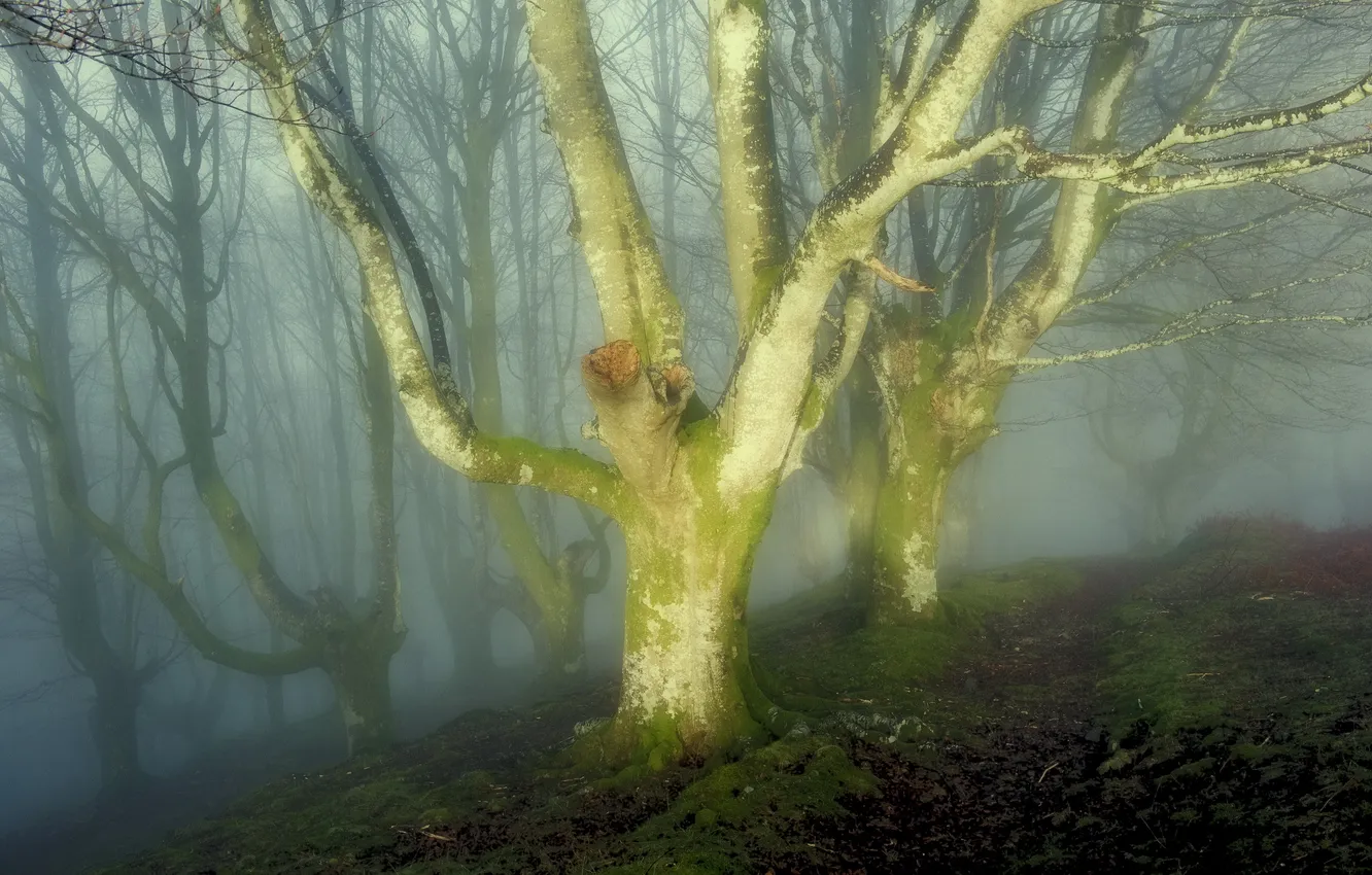 Фото обои природа, туман, стиль, дерево