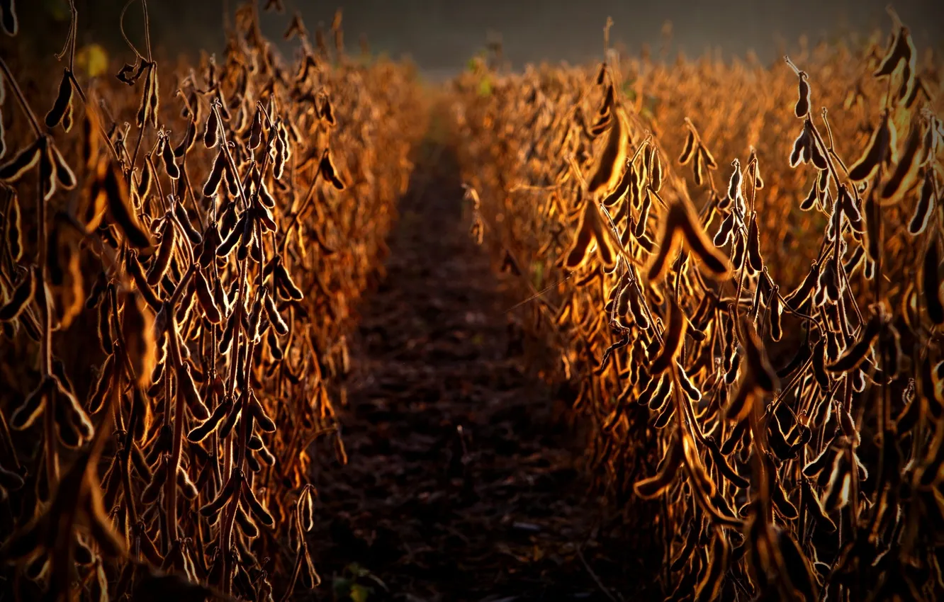 Фото обои field, food, soja