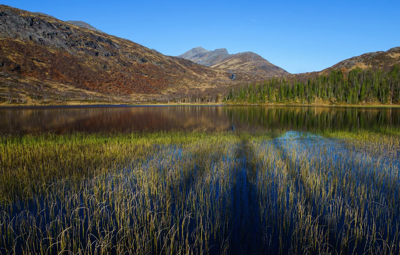 Фото обои лес, горы, заросли, водоем, берег.