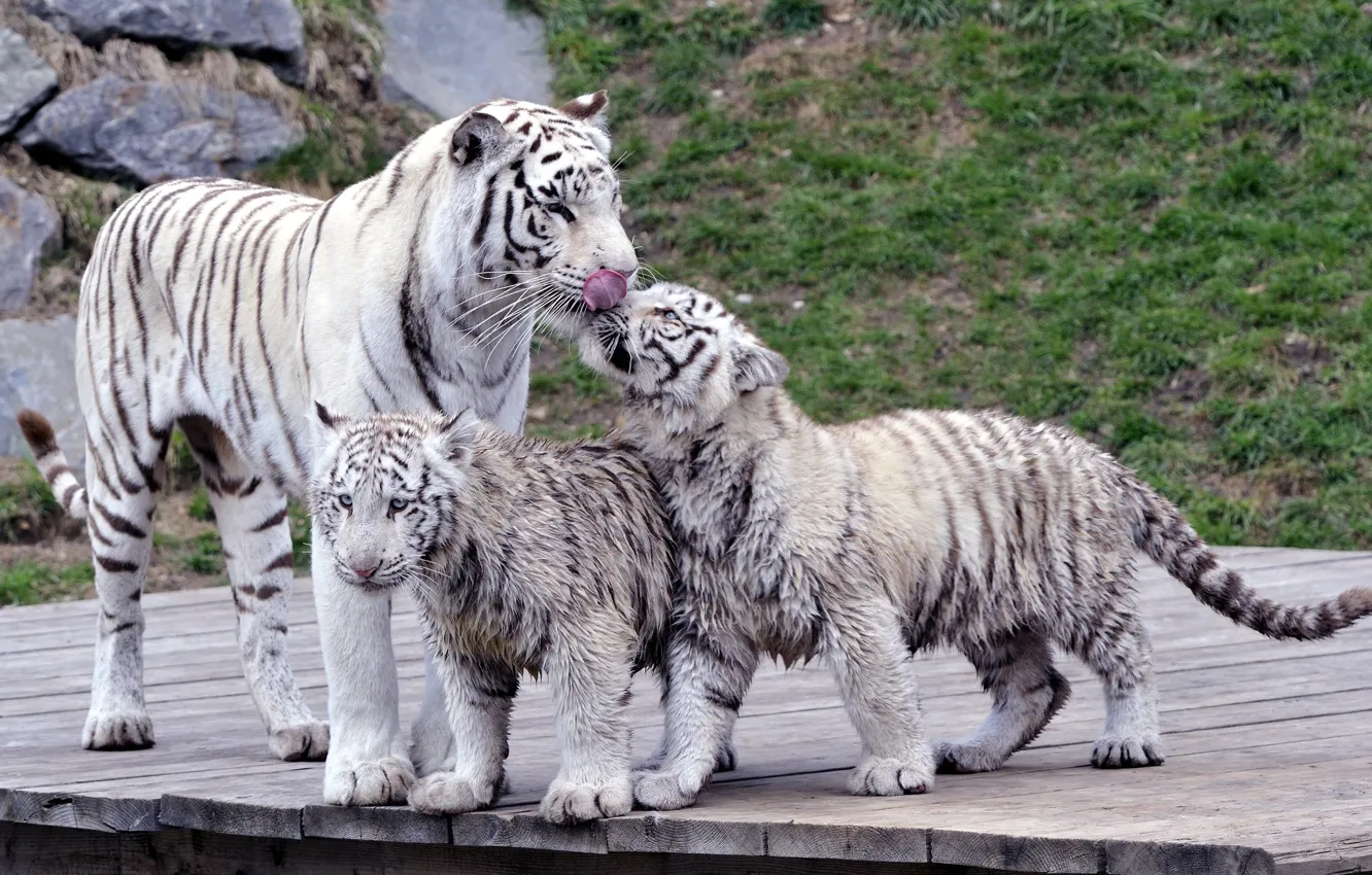 Фото обои кошки, семья, тигры, тигрица, тигрята, белые тигры