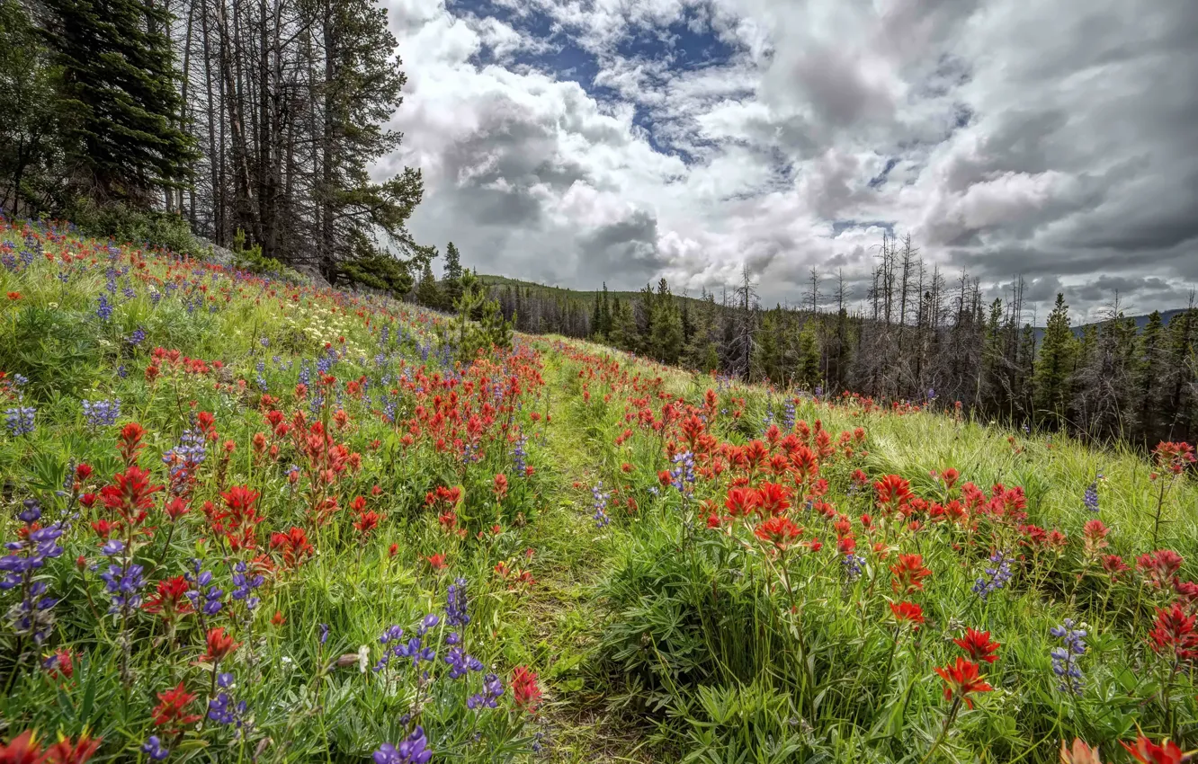 Фото обои лес, лето, цветы, природа