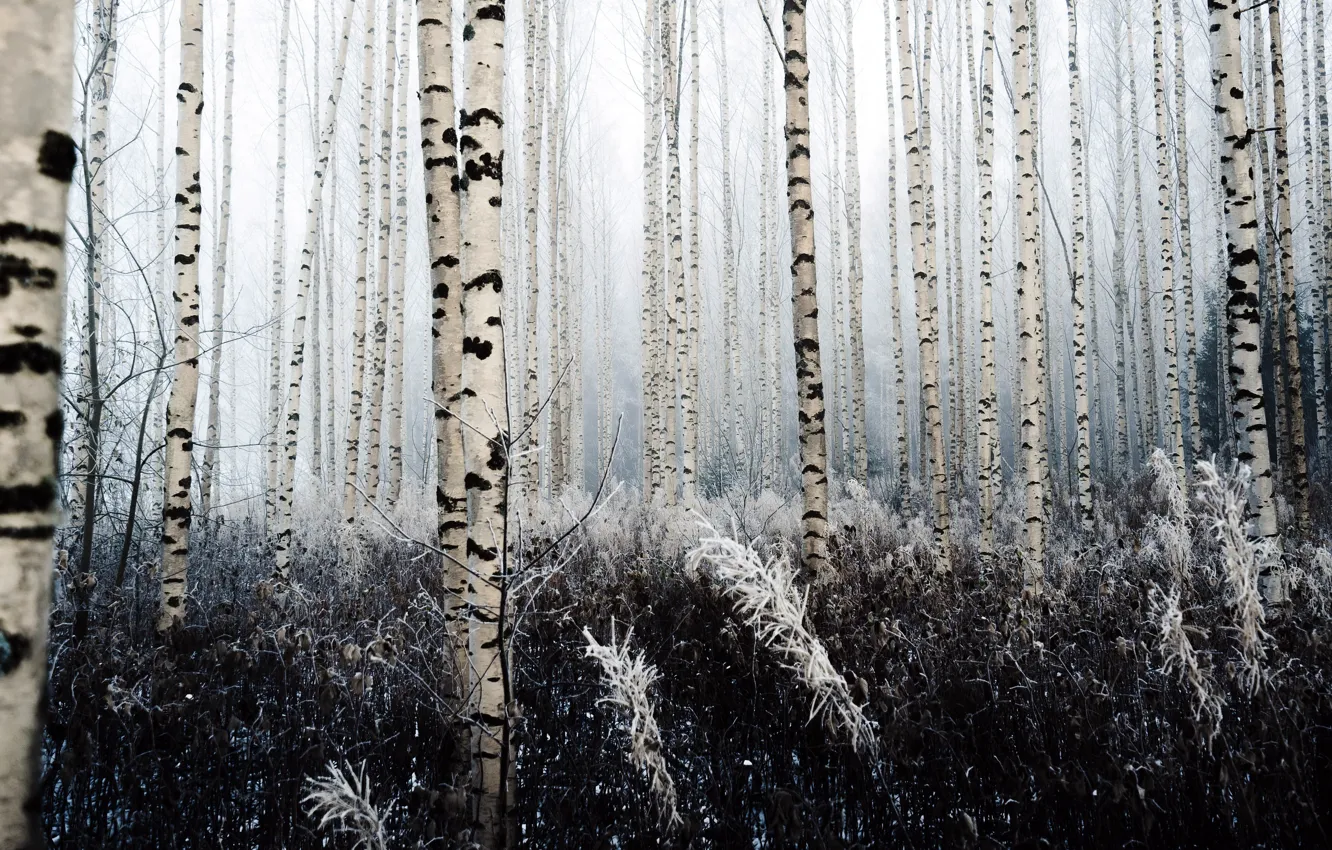 Фото обои холод, зима, лес, берёзы