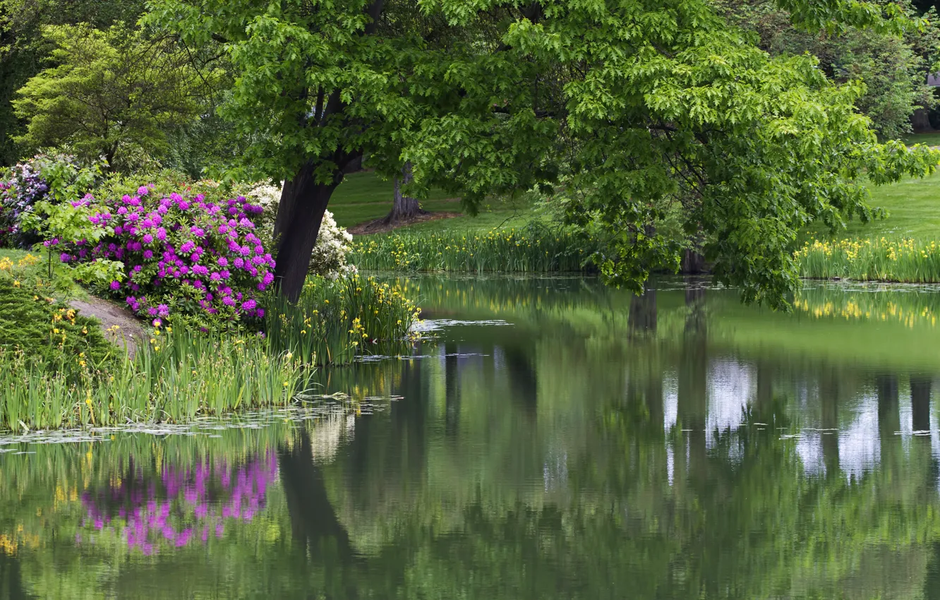 Фото обои цветы, парк, дерево, водоём