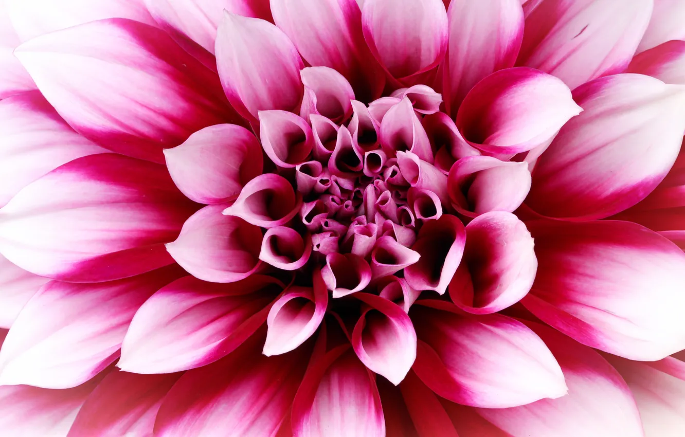 Фото обои Flowers, Macro, Closeup, Blossom, Pink Dahlia