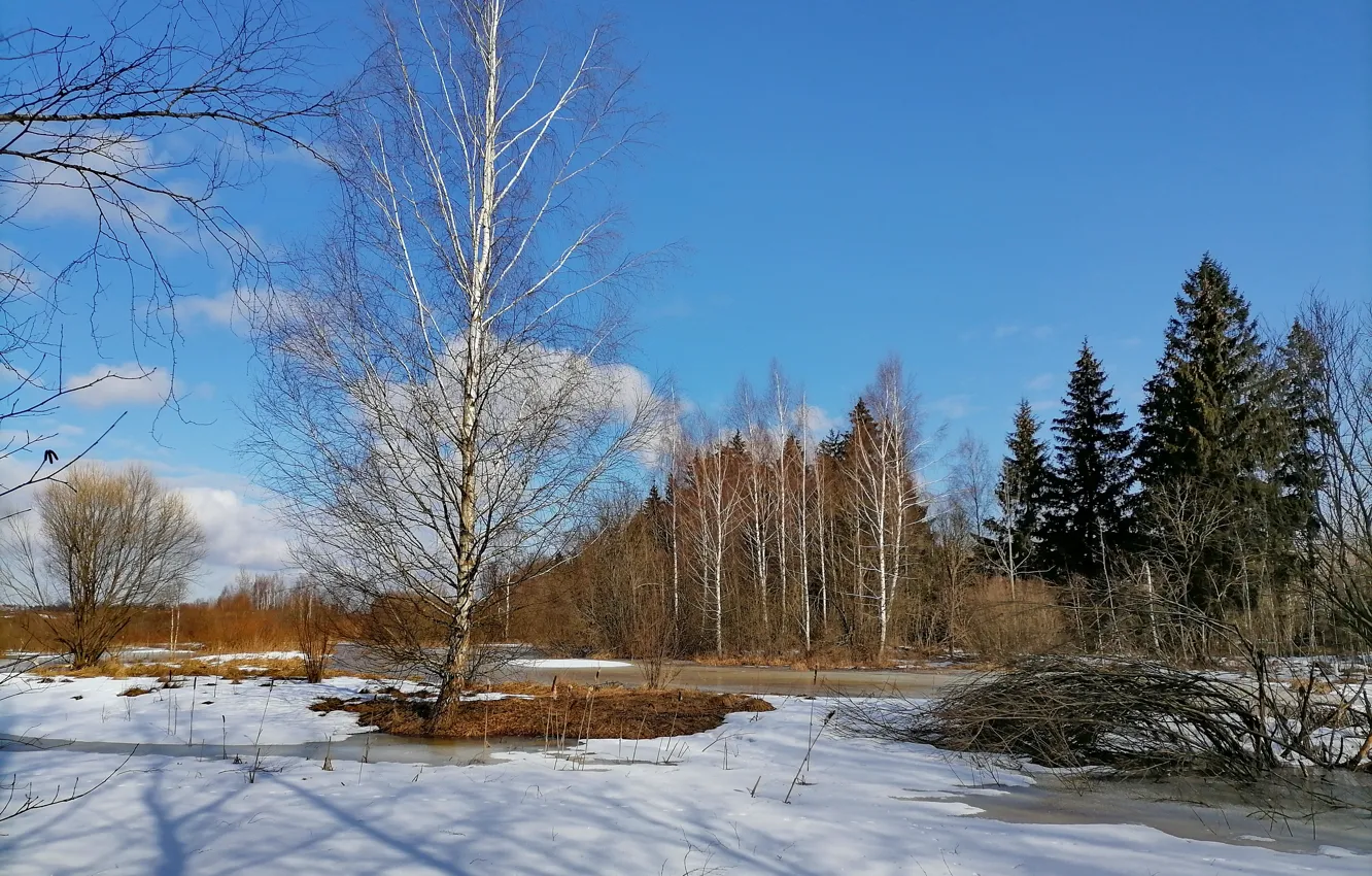 Фото обои лед, природа, дерево, речка, весна 2021