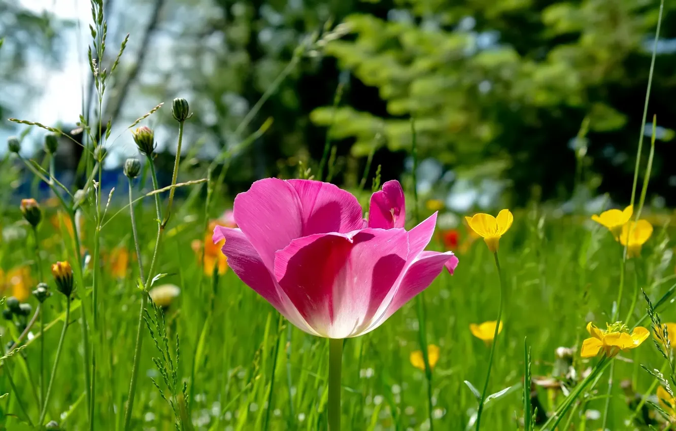 Фото обои трава, природа, розовый, поляна, тюльпан, фокус