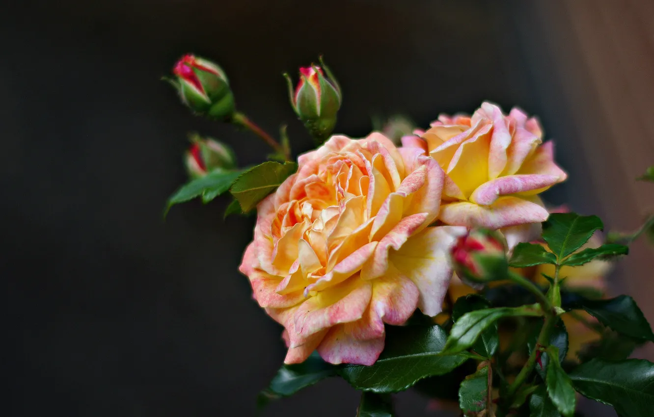 Фото обои розы, бутоны, пестрая