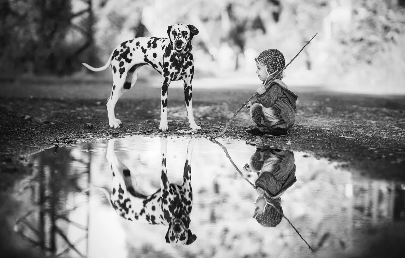 Фото обои отражение, ребенок, собака, мальчик, лужа, Далматин, чёрно - белое фото