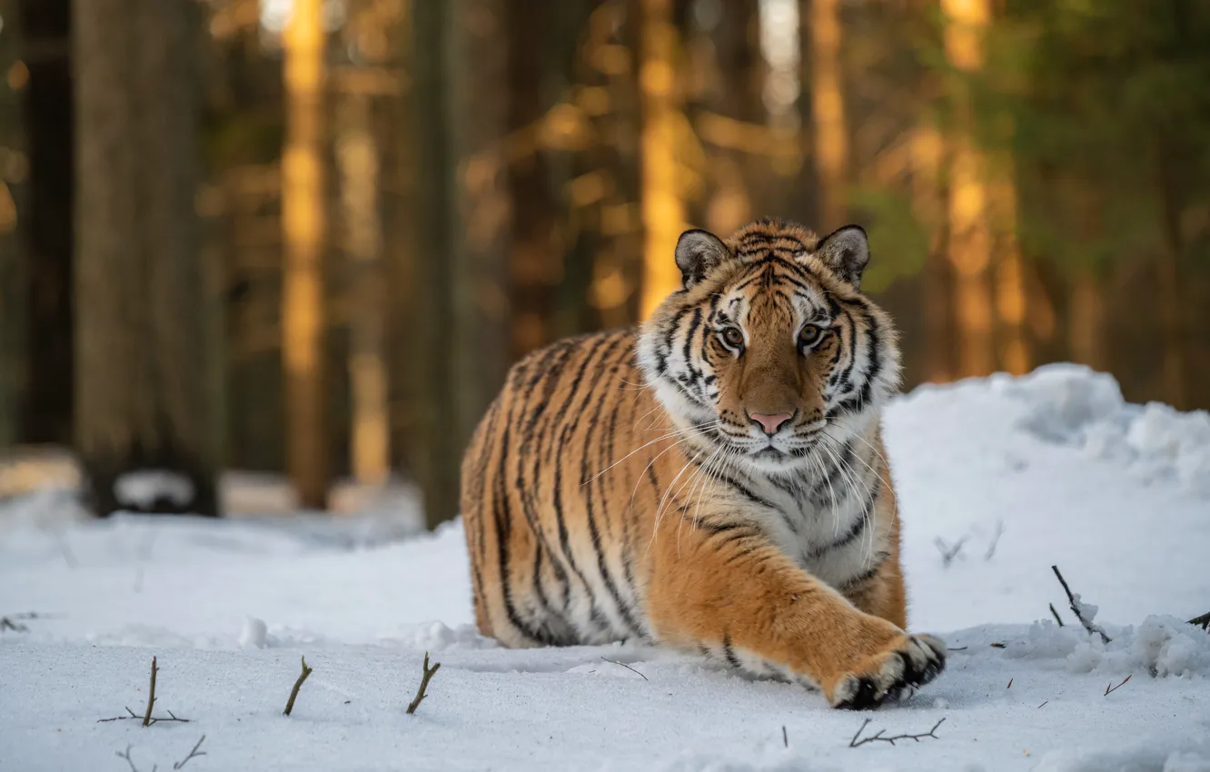 Фото обои зима, лес, взгляд, снег, деревья, тигр, поза, бег