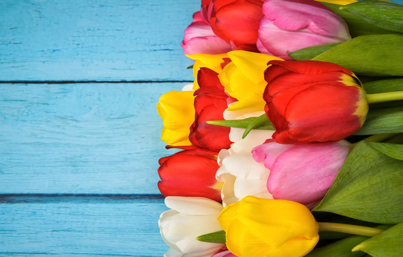 Фото обои цветы, colorful, тюльпаны, wood, flowers, tulips, spring