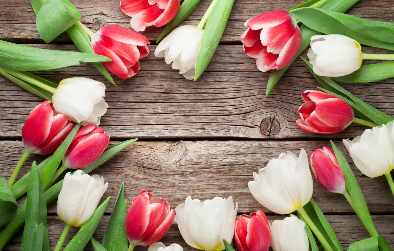 Фото обои цветы, тюльпаны, red, white, wood, flowers, tulips, spring