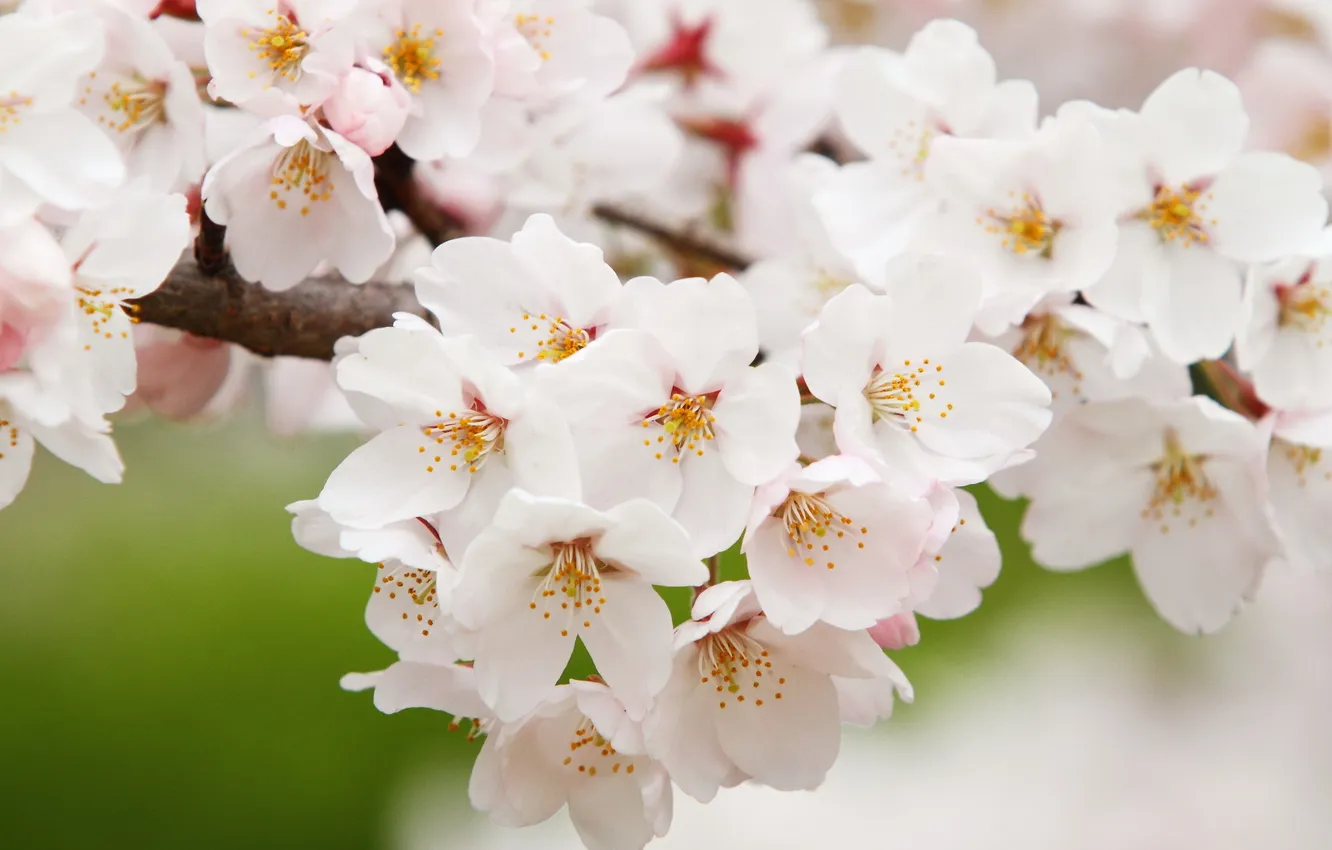 Фото обои природа, весна, сакура