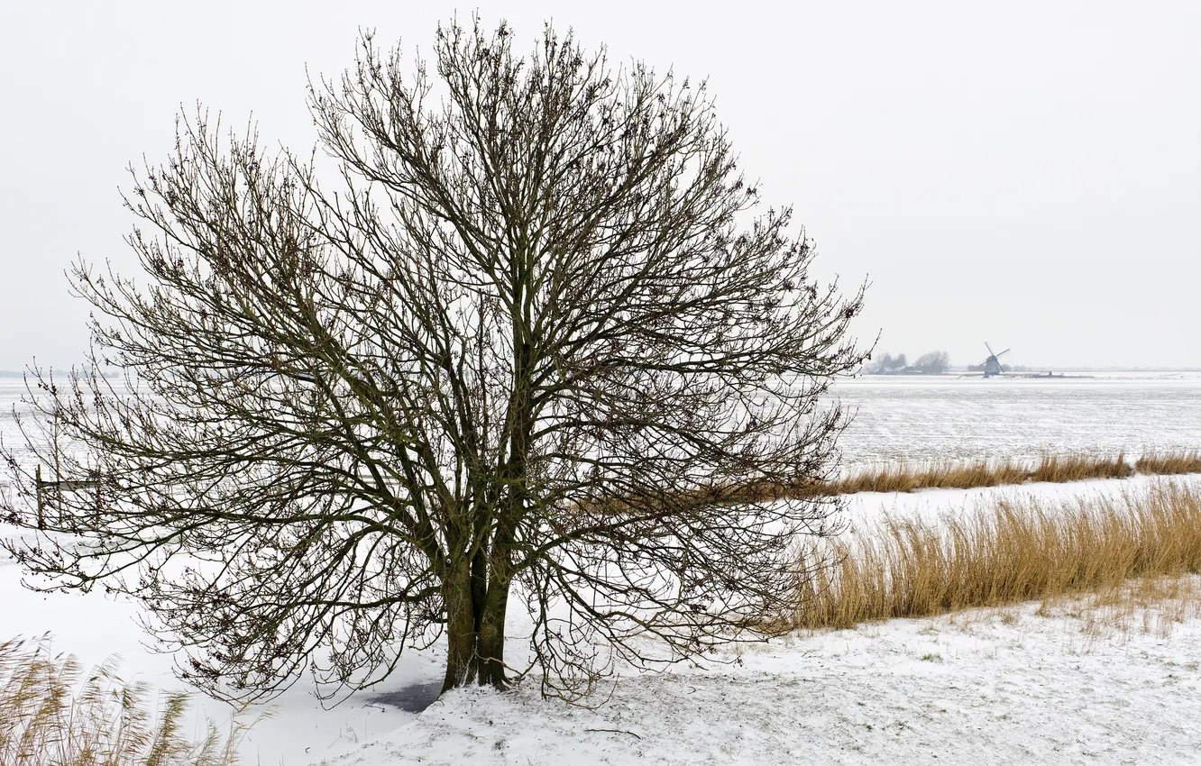 Фото обои зима, снег, природа, дерево