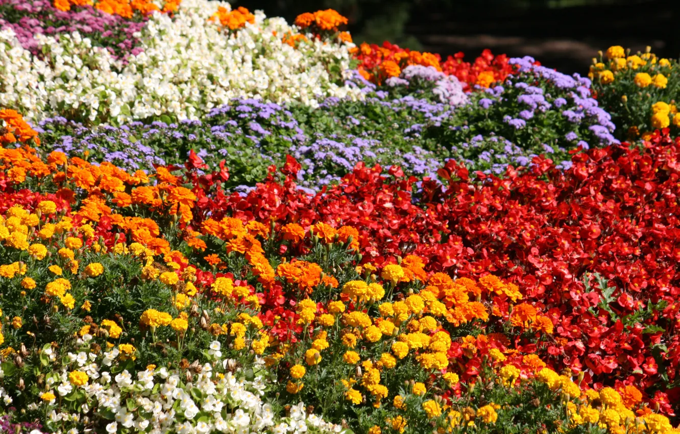 Фото обои Весна, Flowers, Spring, Цветение, Flowering