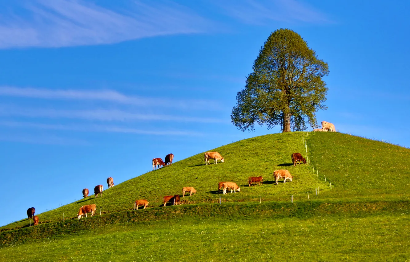 Фото обои небо, трава, дерево, коровы, холм, стадо