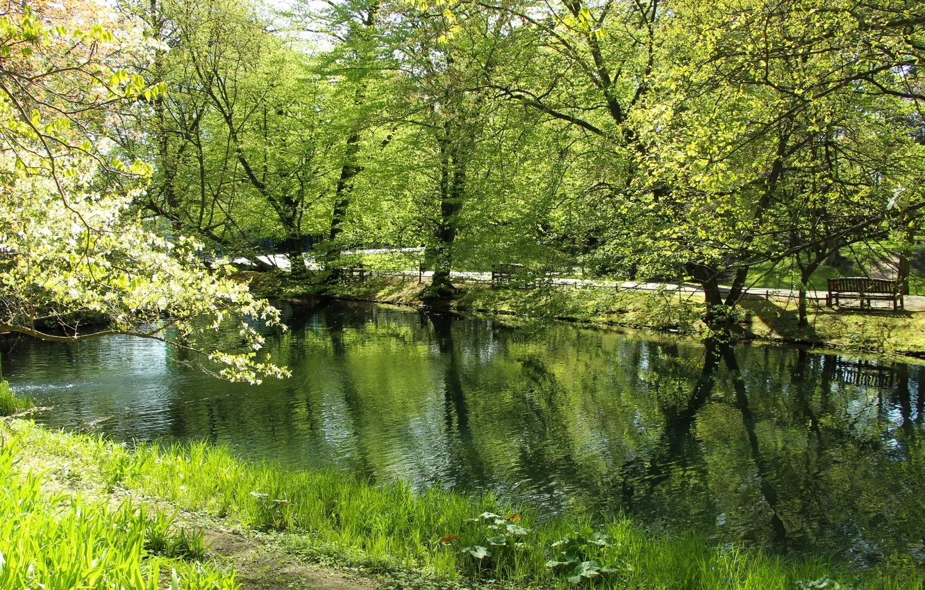 Фото обои green, water, park, lake, spring, pond