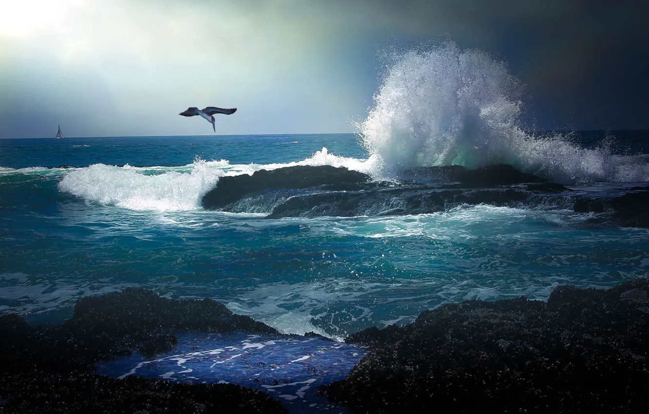 Фото обои море, волны, полет, берег, пеликан