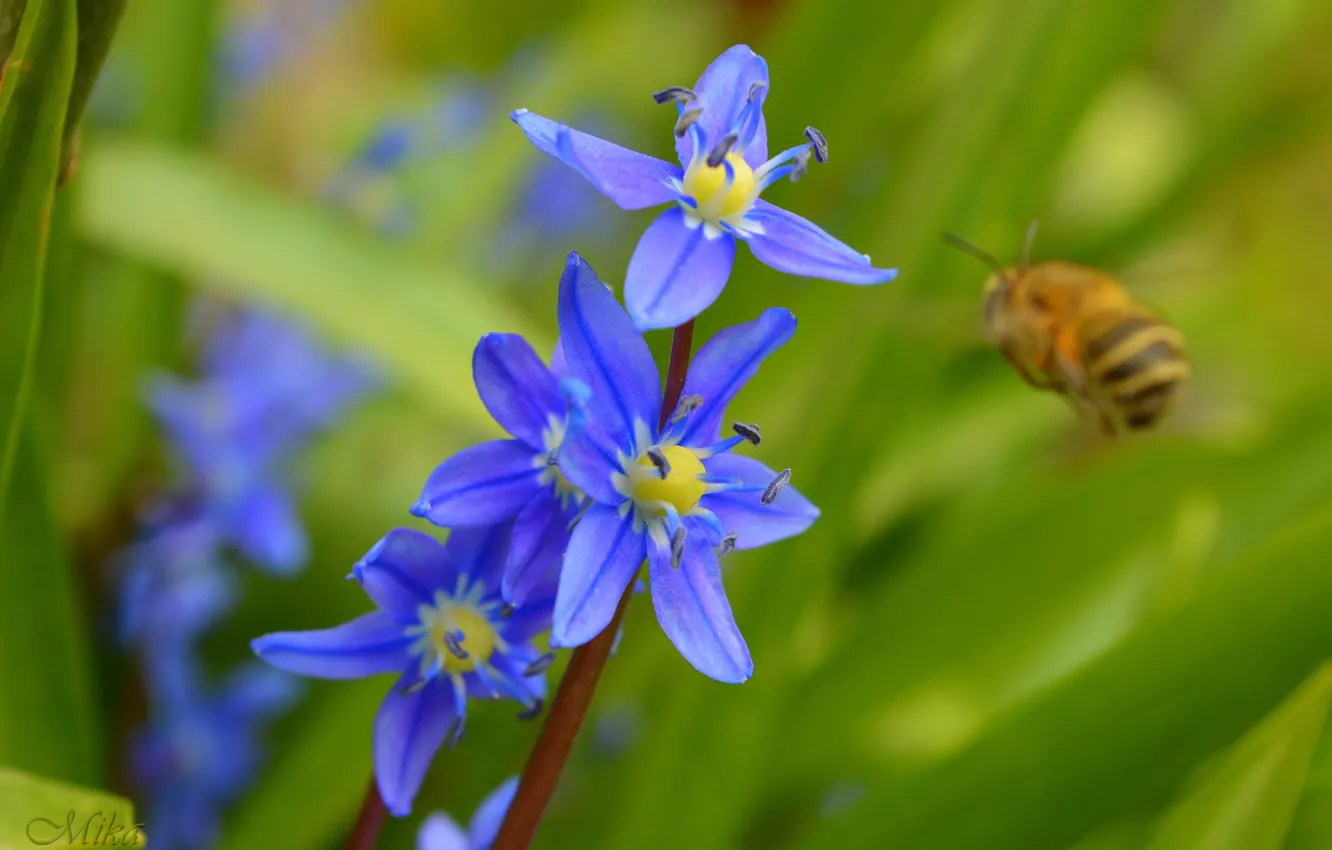 Фото обои Цветочки, синие цветочки, Blue flowers