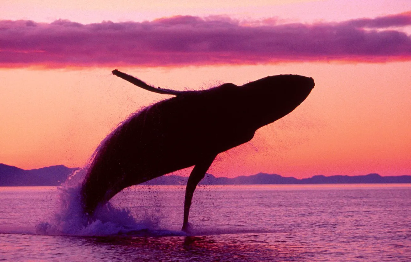Фото обои Alaska, sea, ocean, sunset, flight, crimson, humpback, Whale
