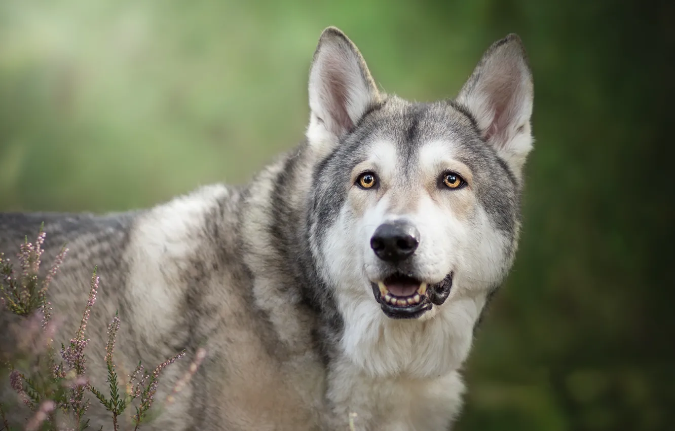 Фото обои взгляд, морда, фон, вереск, Чехословацкий влчак, Чехословацкая волчья собака, волкособ