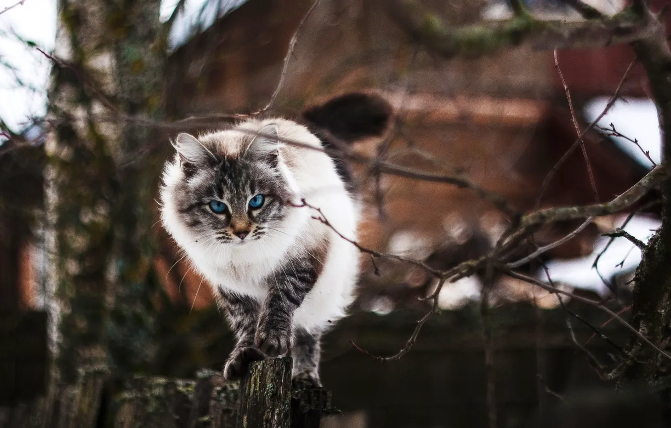 Фото обои кот, забор, пушистый, идет