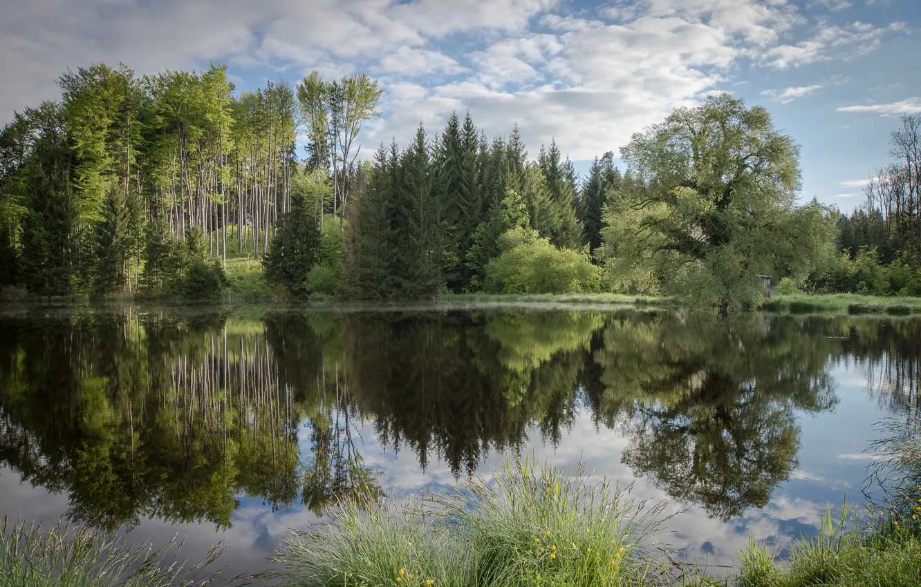Фото обои лес, лето, озеро, отражение