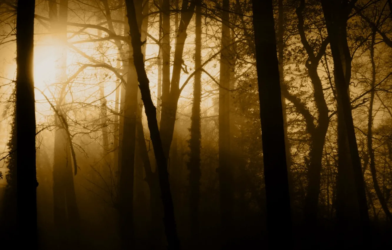Фото обои лес, лучи, свет, деревья, природа, туман, стволы