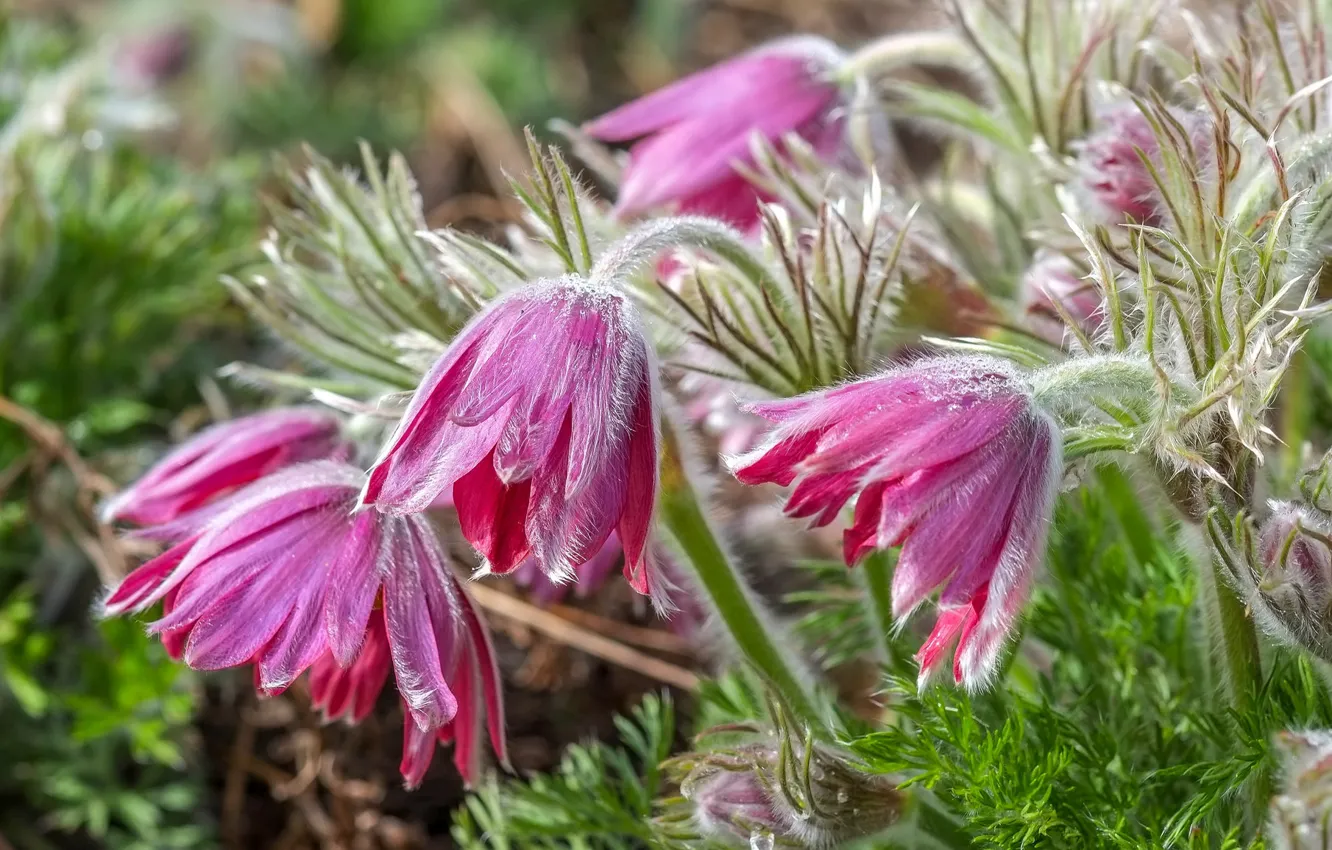 Фото обои макро, анемоны, сон-трава
