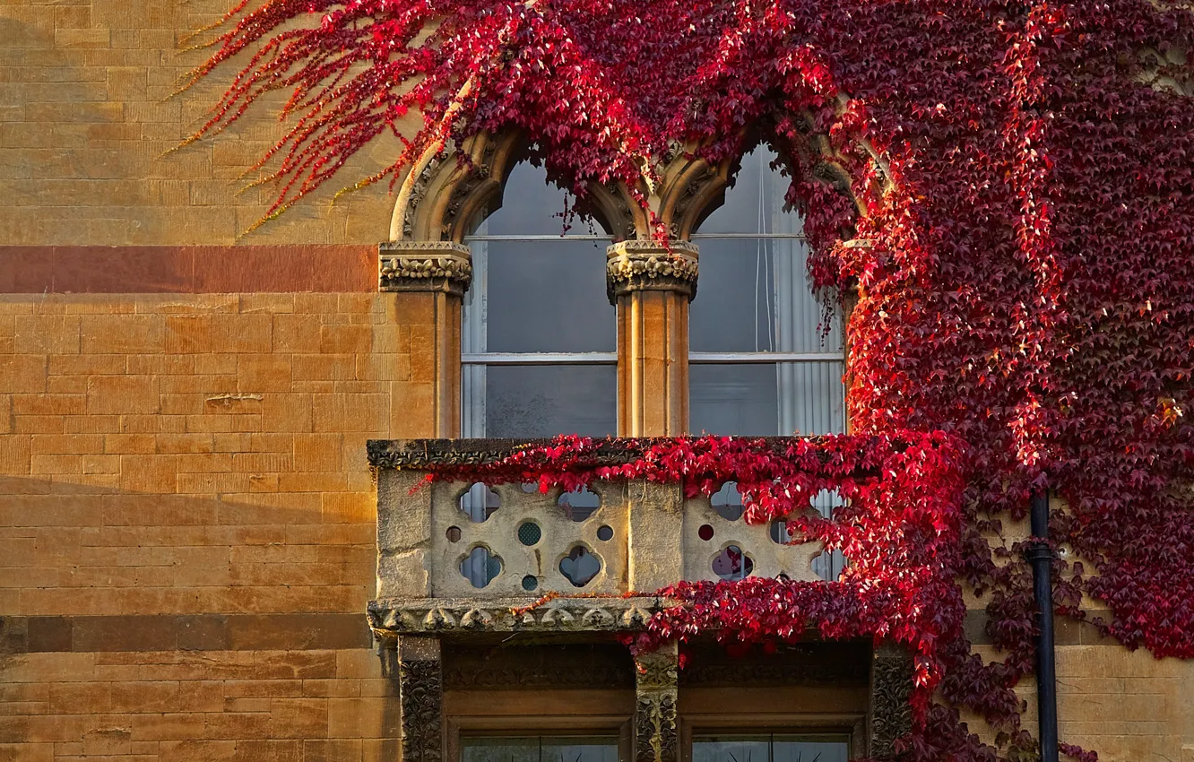 Фото обои осень, Англия, окно, плющ, Оксфорд